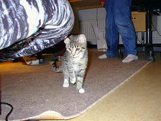 wpeC.jpg (38137 bytes)