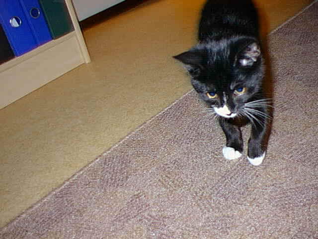 wpeD.jpg (34080 bytes)